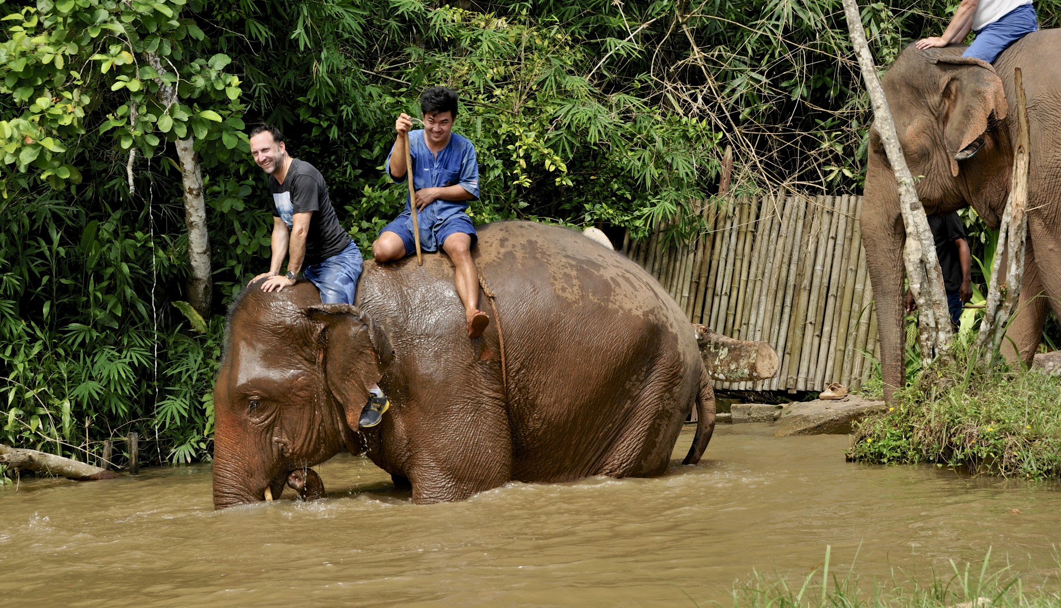 Il danse avec les éléphants - thailande, hotels, a-faire Il danse avec les éléphants - thailande, hotels, a-faire