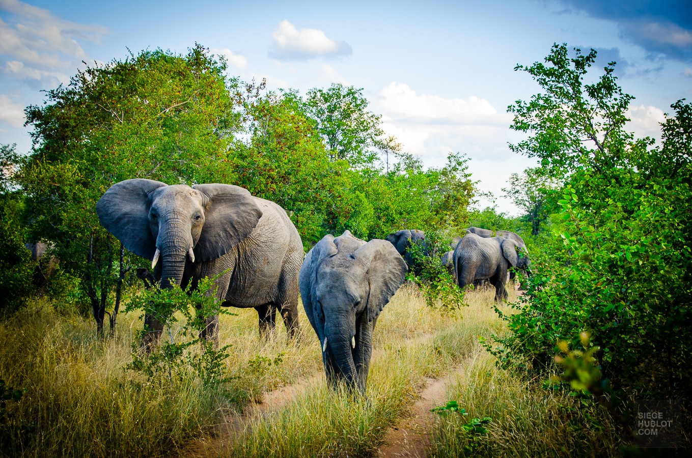 Au coeur de la savane africaine - afrique-du-sud, afrique, a-faire Au coeur de la savane africaine - afrique-du-sud, afrique, a-faire