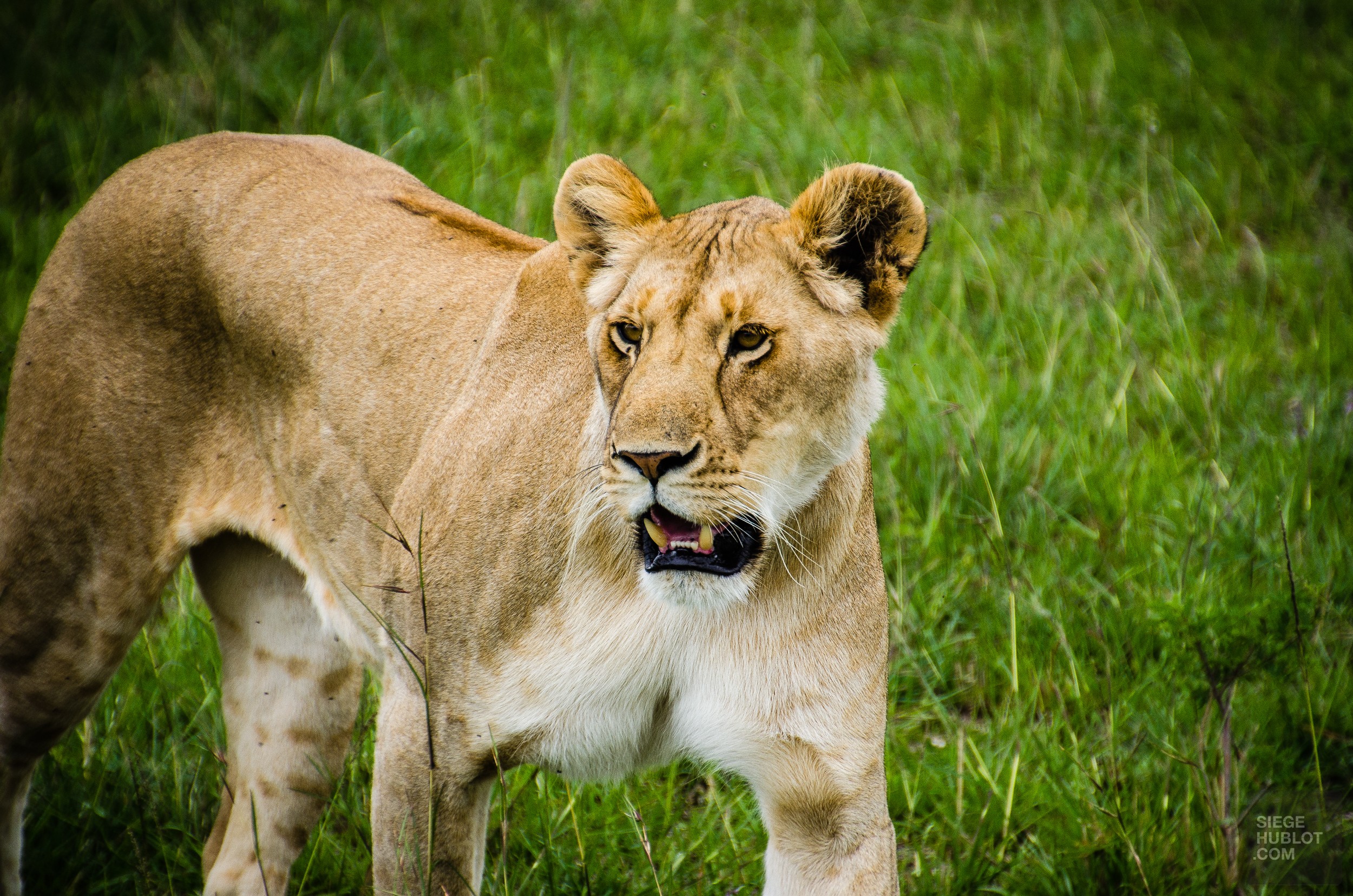 Faire un safari comme Barack Obama - kenya, destinations, afrique Faire un safari comme Barack Obama - kenya, destinations, afrique