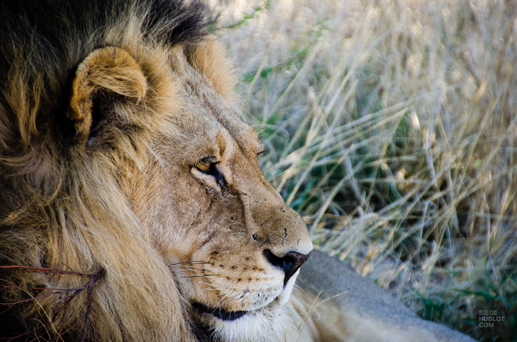 portrait lion male - Reserve naturelle du central Kalahari - Botswana… La nature a l etat pur! - afrique, botswana