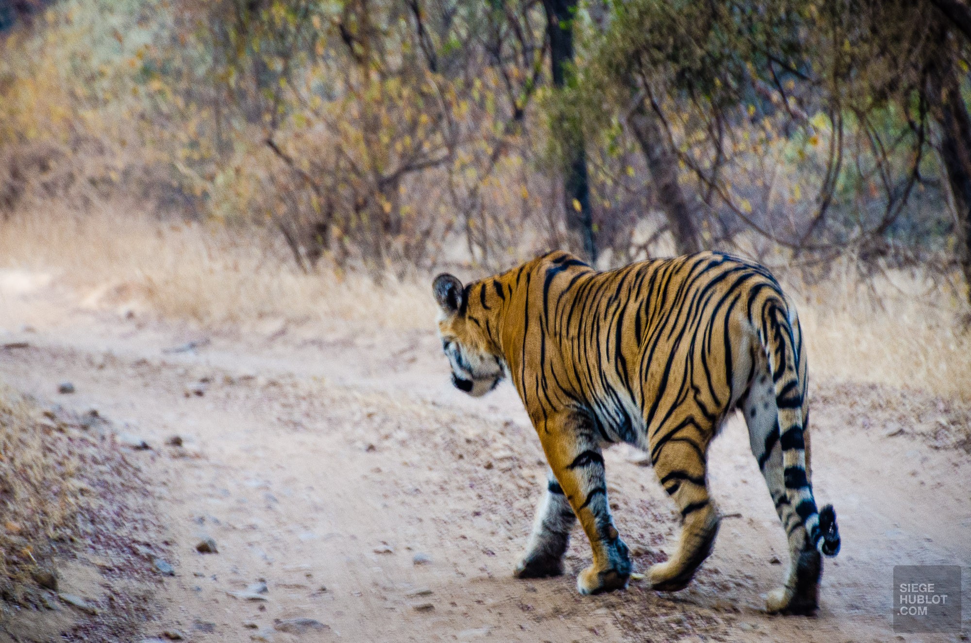 tigre - parc national de ranthambore - L Inde du Nord en quatre étapes - Asie, Inde
