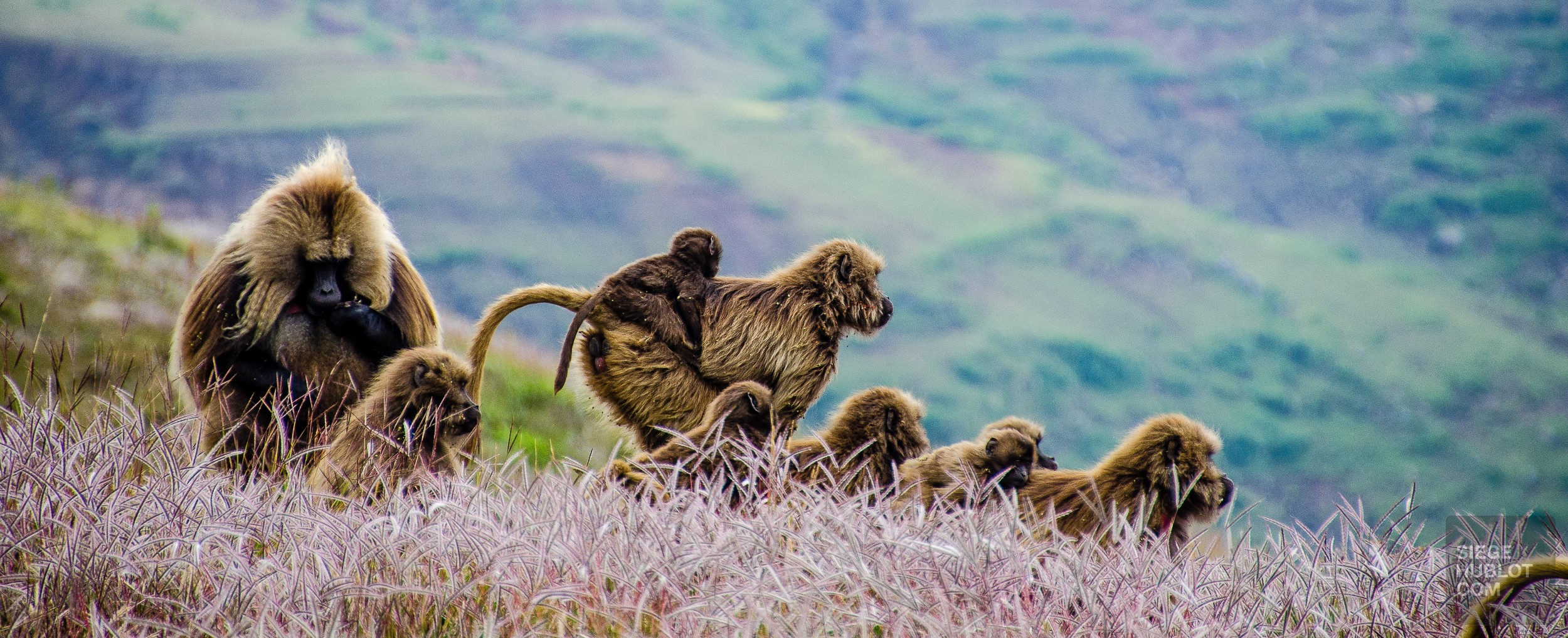 babouin maman bebe - des babouins dans les nuages monts simien ethiopie - Des babouins dans les nuages Monts Simien Ethiopie - afrique, ethiopie