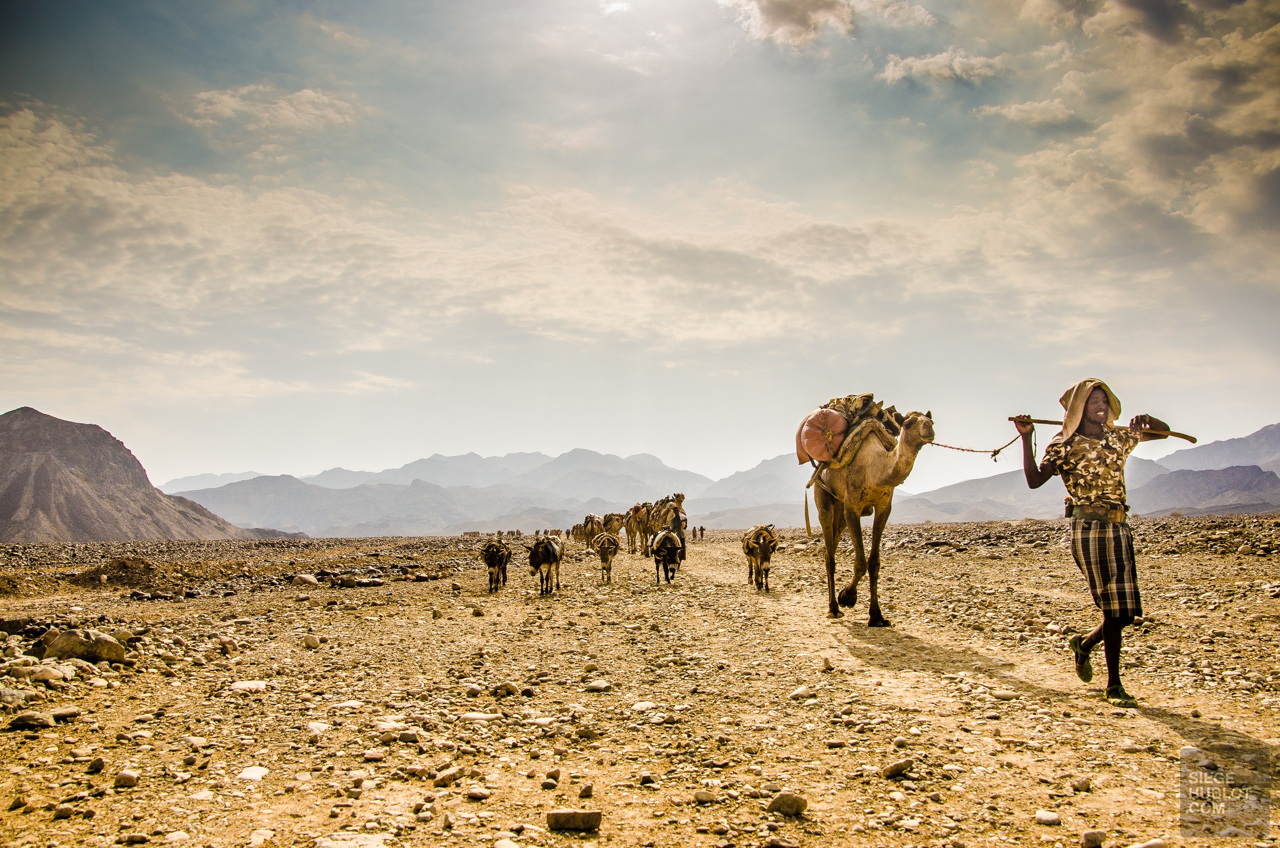 caravane de chameaux anes - Desert de sel - Visiter une autre planete: Danakil, Ethiopie - afrique, ethiopie