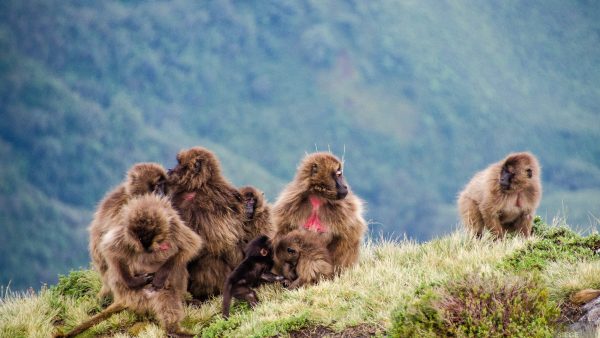 groupe babouin falaise - des babouins dans les nuages monts simien ethiopie - Des babouins dans les nuages Monts Simien Ethiopie - afrique, ethiopie