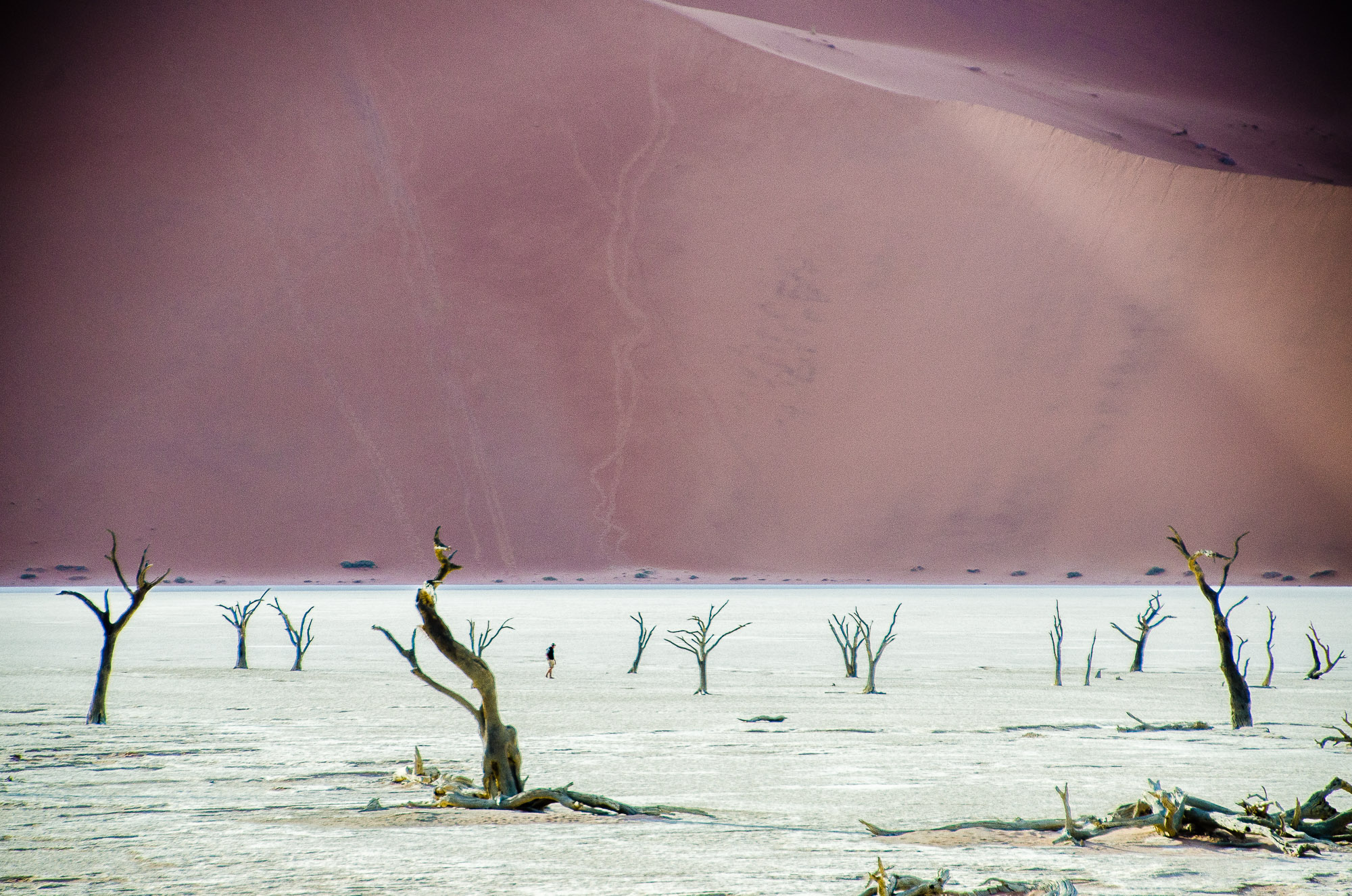 arbre petrifie dune - deadvlei - le desert du namibie - afrique, namibie
