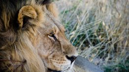 portrait lion male - Reserve naturelle du central Kalahari - Botswana… La nature a l etat pur! - afrique, botswana