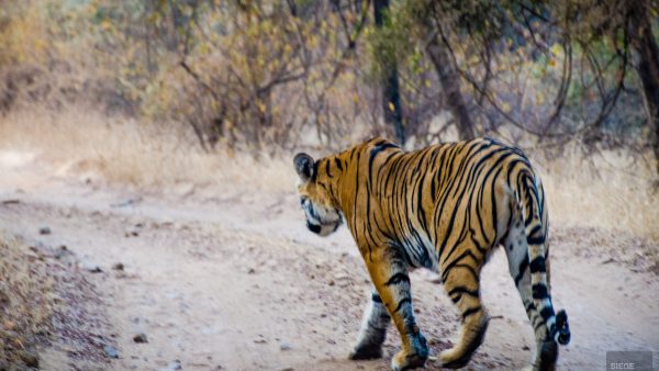 tigre - parc national de ranthambore - L Inde du Nord en quatre étapes - Asie, Inde