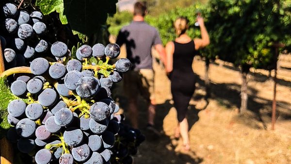 Raisins vignoble - Coup de coeur a Napa Valley - Ameriques, Etats-Unis