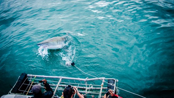 requin et cage - face-a-face avec un grand requin blanc - Dose d'adrénaline en Afrique du Sud - Afrique, Afrique du Sud